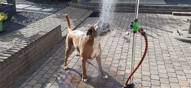 Een frisse douche! - Beringen