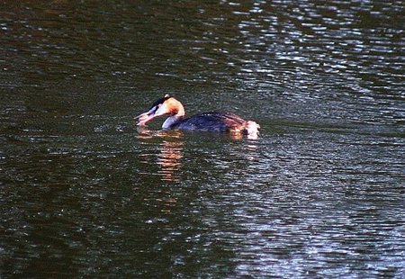 Een fuut op het kanaal - Neerpelt