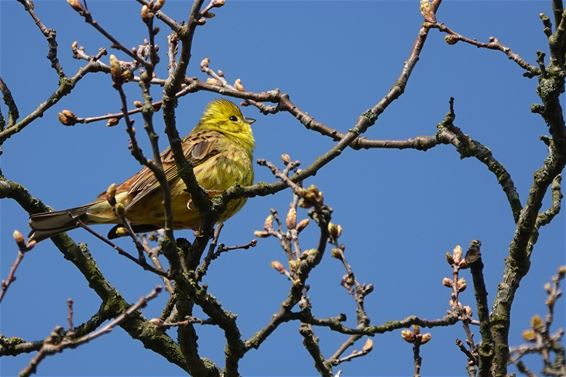 Een geelgors in het Hageven - Pelt