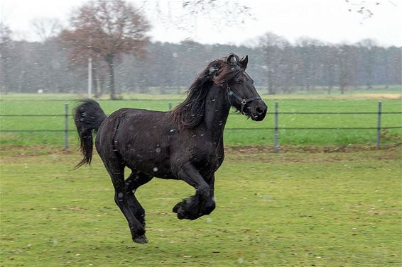 Een gelukkig paard - Pelt