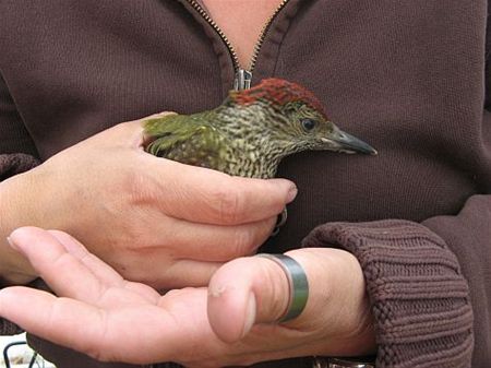Een geluksvogel - Overpelt