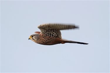 Een goede vlucht - Beringen