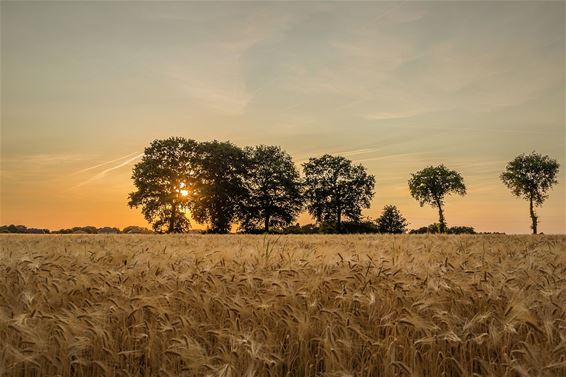 Een gouden zonsondergang - Overpelt