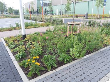 Een groene en bijenvriendelijke toekomst - Oudsbergen