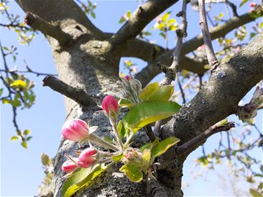 Een heerlijke lentedag - Beringen