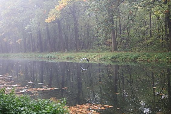 Een herfstochtend in Gelderhorsten - Lommel