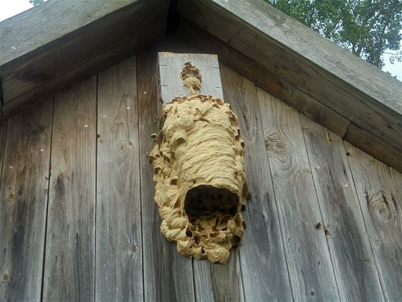 Een hoornaar ziet het groot - Neerpelt