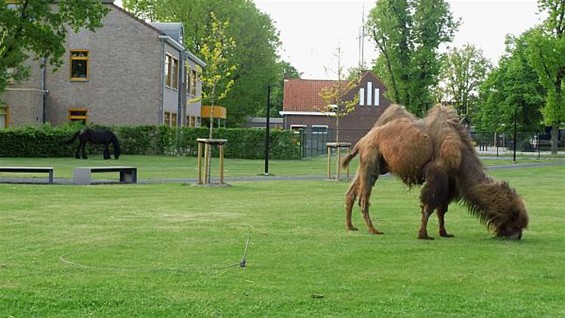 Een huiskameel bij het Michielshof - Hamont-Achel