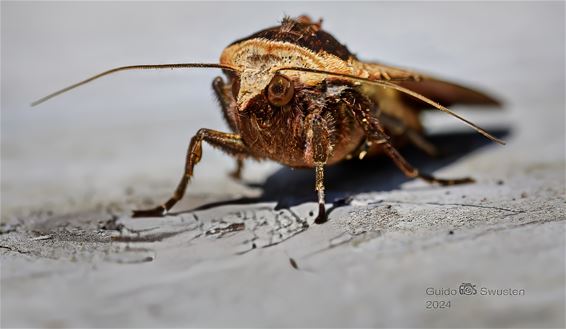 Een huismoeder gevonden bij het opruimen - Pelt