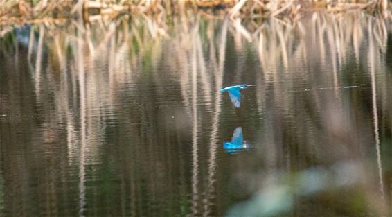 Een ijsvogel in de Kolonie - Lommel