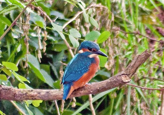 Een ijsvogel in de zomer - Lommel