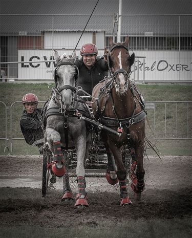 Een jaar vol paardenfoto's