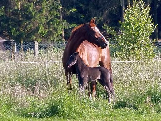 Een jonge hengst - Hamont-Achel