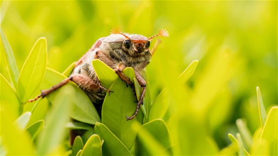 Een jonge meikever of een oude paradijsvogel? - Beringen & Leopoldsburg