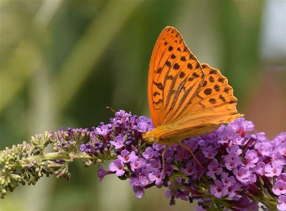 Een keizersmantel in de tuin - Pelt