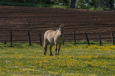 Een klein beetje lente - Beringen