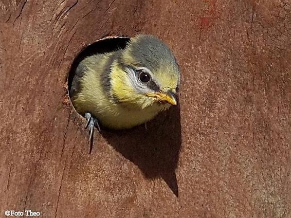 Een kleine stap voor een vogel... - Hamont-Achel