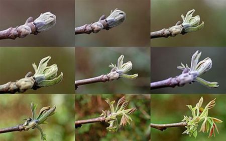 Een knop die de lente voelt - Overpelt