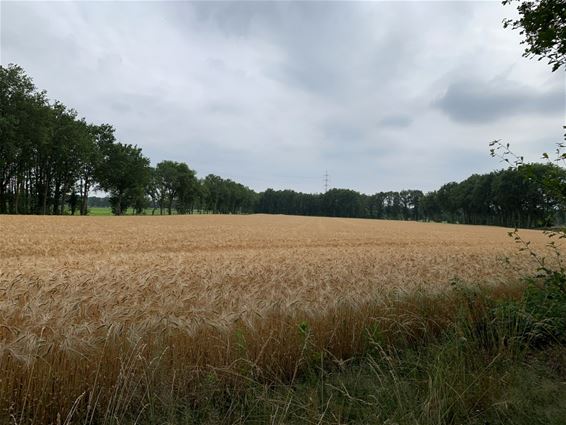 Een korenveld in de Olmenstraat - Pelt