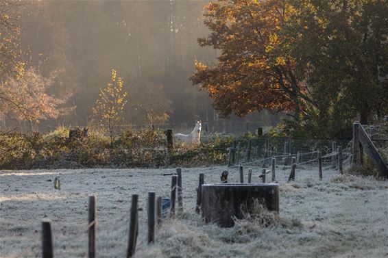 Een koude ochtend in Heide-Heuvel - Lommel