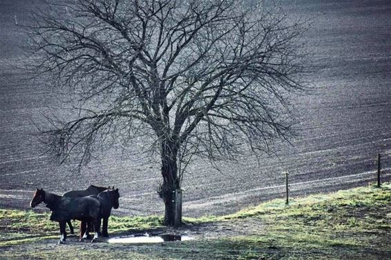 Een koude ochtend op de Kolis - Pelt