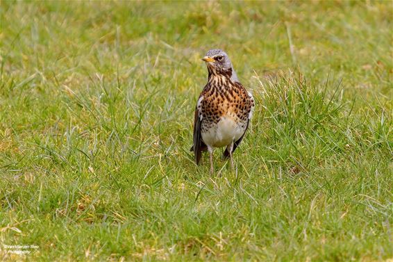 Een kramsvogel op de Mulk - Hamont-Achel