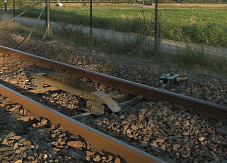 Een krokodil in Hamont - Hamont-Achel