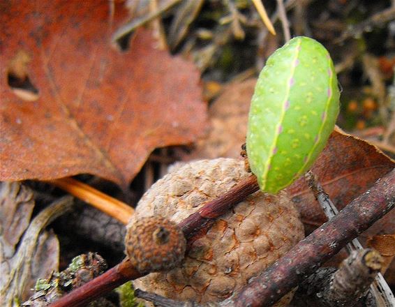 Een kronkel van de natuur: de slakrups - Hechtel-Eksel