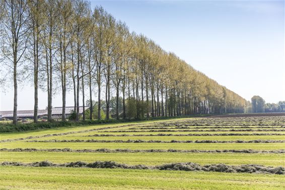 Een lange rij Canadabomen - Lommel