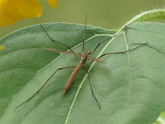 Een langpootmug in de tuin - Hamont-Achel