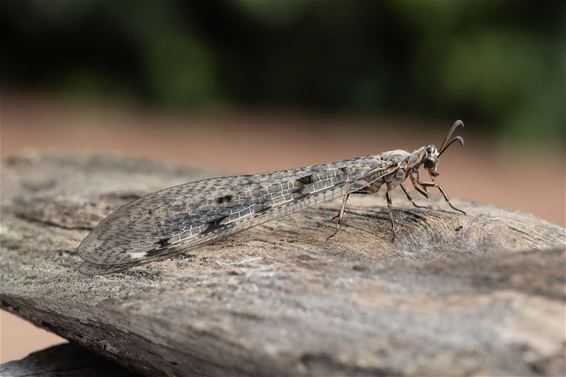 Pelt - Een leeuw in de tuin