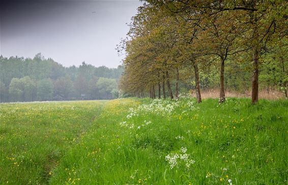 Een lentedag in Kolonie - Lommel