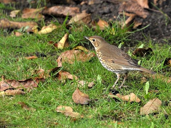 Een lijster in de tuin - Neerpelt