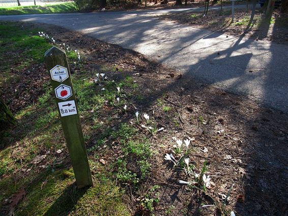 Een lint van witte krokussen - Hamont-Achel