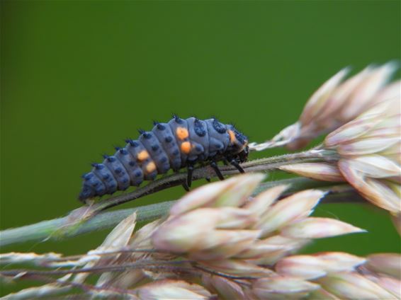 Een minimonstertje en andere jonge dieren - Lommel