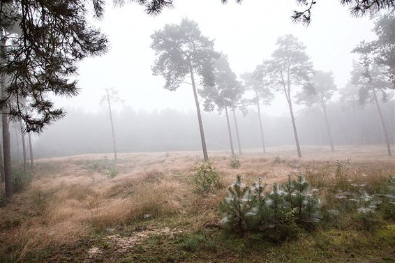 Een mistige ochtend op de Blekerheide - Lommel