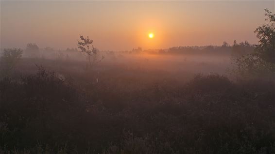 Mistige ochtend op Lommelse heide - Lommel