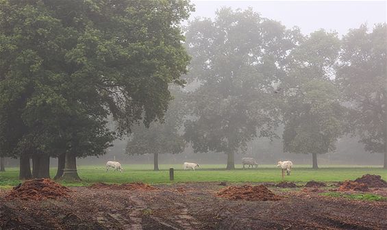 Een mistige ochtend op Gelderhorsten - Lommel