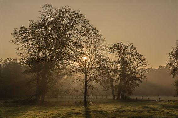 Een mistige ochtend, vanmorgen - Pelt