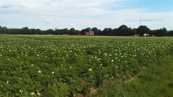 Een mooi patattenveld - Oudsbergen
