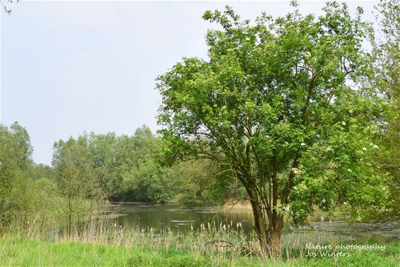 Een mooi plekje op de Resterheide - Hechtel-Eksel