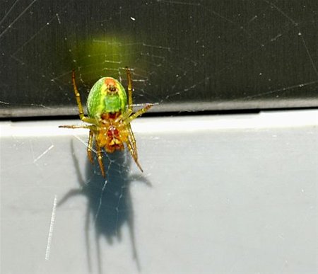 Een mooi spinnetje... - Neerpelt