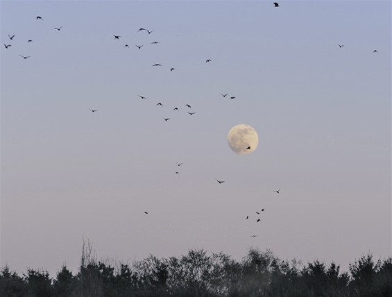 Een mooie volle maan - Meeuwen-Gruitrode