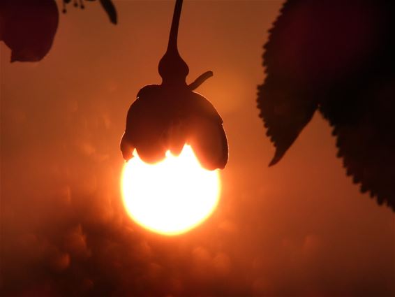 Een mooie zonsopgang - Pelt