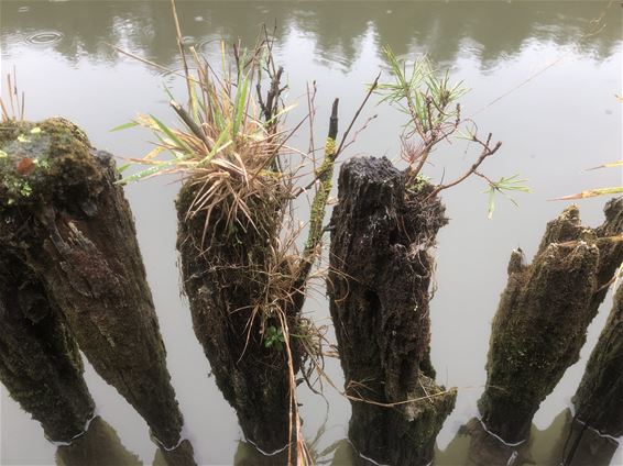 Een 'natuurlijke' bonsai - Lommel