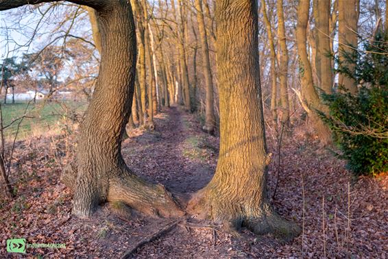 Een natuurlijke doorgang op 't Bergeijkse-Heidepad - Lommel
