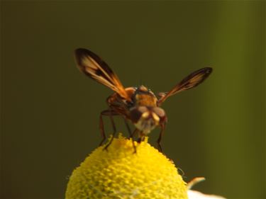 Een niet alledaagse foto - Lommel