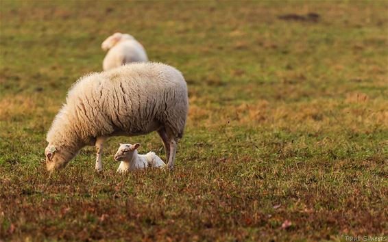 Een nieuw lammetje in Bosland - Pelt