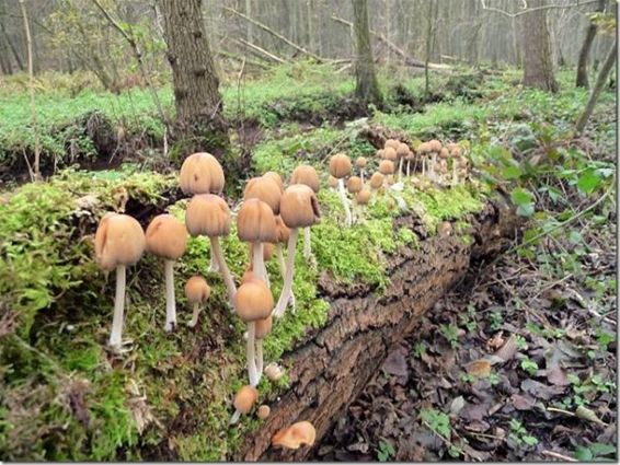 Een nieuw wandelpad - Meeuwen-Gruitrode