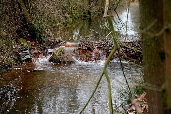 Een nieuwe (?) bever in Pelt - Pelt